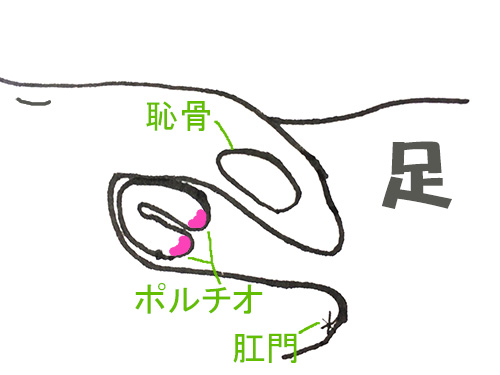 クリトリス図ポルチオ